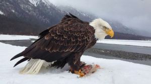 eagle-trout-snow